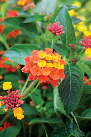 The best gardens in the area include dramatic colors and spectacular plants, and we have inspiration and practical tips for you. Sunset Magazine