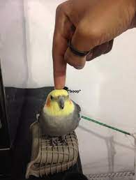 Check spelling or type a new query. Pin On Birds