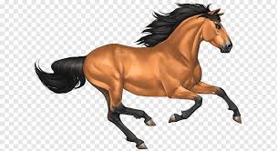 This big, muscular buckskin stallion has the assurity, as he watches over his band, that what he sees is his and he will take on all. Mustang Buckskin Mustang Horse Horse Mammal Image File Formats Png Pngwing