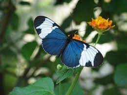 Las Mariposas Mas Hermosas Del Mundo En Primer Plano Mariposas Bonitas Especies De Mariposas Imagenes De Mariposas