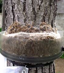 Voici comment faire cette recette maison anti fourmis : Fevrier La Chenille Processionnaire Descend Des Pins Preparez Vos Pieges Oiseaux Et Papillons Au Jardin