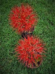 Image result for Sclerochiton hirsutus