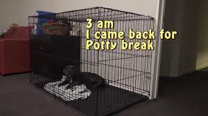 How to get dog to stop whining in crate. Dog Whining In Crate At Night Www Macj Com Br