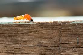 Traditional termite treatments afford structural protection by creating a persistent chemical barrier in the soil. Termite Pest Control Prevention In Houston Tx Hartz Pest Control