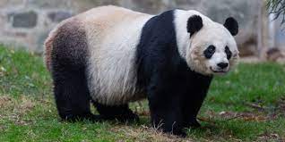 Amazing animals that god let rome on the earth.like all other animals they walk around naked. National Zoo Hopes To Gain A Baby Panda The New York Times