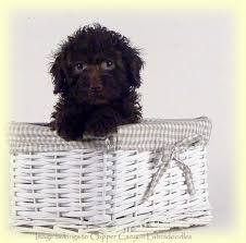 At magnolia australian labradoodles we consider each of our dogs a member of the family and we treat the. Five Questions To Ask Before Adopting A Labradoodle Copper Canyon Labradoodles