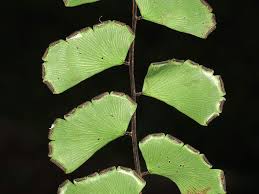 Image result for Adiantum soboliferum