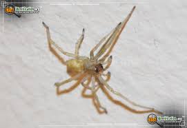 Yellow Sac Spider