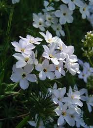 Image result for Trisetopsis elongata