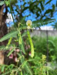 Image result for Aeschynomene elaphroxylon