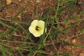 Image result for Xenostegia tridentata