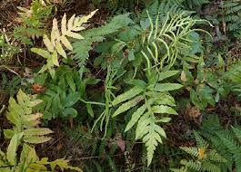 Image result for Xyris capnoides