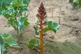 Image result for Orobanche minor
