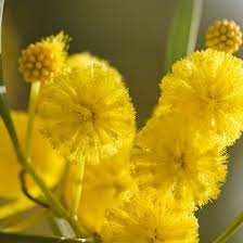 Acacia Farnesiana Flower Extract Best Flower Wallpaper