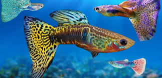 Untuk ikan hias air tawar mempunyai ciri utama adalah selama hidup ikan dihabiskan di perairan tawar, namun secara spesifik ikan air tawar memiliki ginjal lebih besar karena banyak air yang melewatinya, dan juga perkembangan ginjal ikan air tawar ini berkembang secara baik. 10 Ikan Hias Air Tawar Terindah Yang Bisa Dipelihara Hewan Air Info