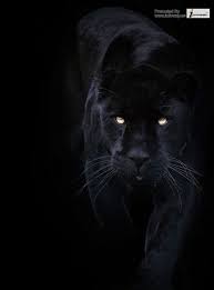 black jaguar hd