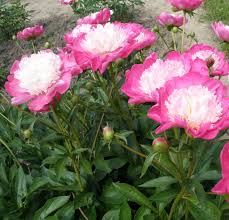 Pin On Peonies