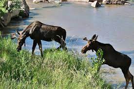 Moose on the loose, Two bull moose seen in Monument Creek