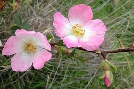 Image result for Cissus rubiginosa