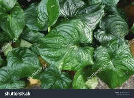 Image result for Cyanastrum johnstonii