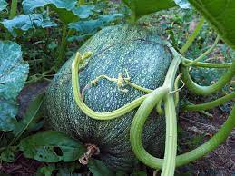 Maybe you would like to learn more about one of these? Giant Zucchini Photos Free Royalty Free Stock Photos From Dreamstime