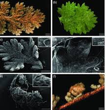 Image result for Mohria