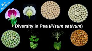 Image result for Pisum sativum