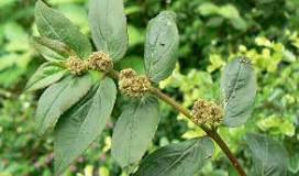 Image result