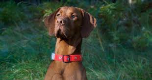 Chien de chasse pour sanglier. Assurance Pour Chien De Chasse Le Fonctionnement