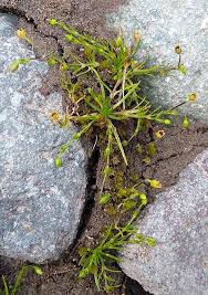 Image result for Sagina abyssinica