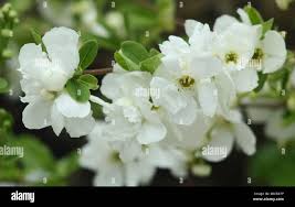 Image result for Exochorda