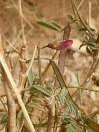 Image result for Tephrosia purpurea