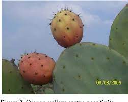 It contains a huge amount of useful elements and prickly pear garden its name, this type was due to the fact that it can be safely planted outdoors, without it has a characteristic color, which only gives a more exotic look to the cactus. Pdf Chemical And Rheological Characteristics Of Orange Yellow Cactus Pear Pulp From Egypt Semantic Scholar