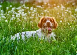 Image result for bretanský dlouhosrstý ohař