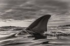 Black And White Shark Pin By Joffrey Delfgaauw On Animals Shark Photos White Sharks Shark