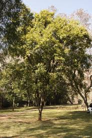 Image result for Millettia grandis