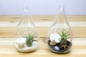 Metal stand with glass terrarium 3 Complete Teardrop Beach Terrarium Kits With White And Black Sand And Air Plant Shop