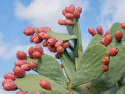 Here's how to get past their prickly exterior and into their sweet, succulent soul. 8 Surprising Prickly Pear Benefits Organic Facts