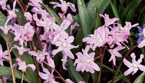 By planting continuously through this period, you will be rewarded with a continuous floral display come spring. Polyanthus Tips Tricks Gardening Guides Mitre 10 Garden Club