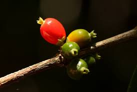 Image result for Tricalysia pallens