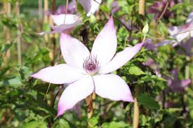 Image result for Pieris japonský debutante obrázek