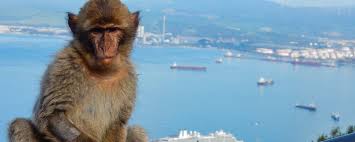 Skip to main content.us hello, sign in. Gibraltar Geschichte Und Abenteuer Affenfelsen Cruise Sisters Reise Und Kreuzfahrtblog