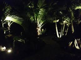 See more ideas about palm trees, palm, palm trees wallpaper. Lighting Palms At Night Discussing Palm Trees Worldwide Palmtalk