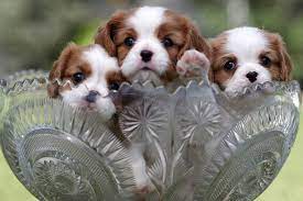Find Cavalier King Charles Spaniel Puppies And Breeders Near King Charles Cavalier Spaniel Puppy Cocker Spaniel Puppies King Charles Cavalier King Charles Dog