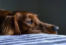 When a beloved pet dies, it's only natural that we want to find a way to memorialize them. Forever Faithful Pet Cremation Funeral Care By Value Choice