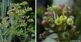 Image result for Cissus quadrangularis