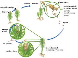 Sporofil adalah daun yg berfungsi menghasilkan spora dan pembantu proses fotosintesis. Organ Dan Sistem Reproduksi Tumbuhan Lumut Bryophyta