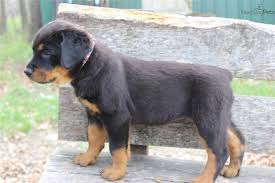 The large, loyal rottweiler is a calm, confident, and courageous guardian dog and companion. Akc German Rottweiler Female Sadie German Rottweiler Rottweiler Puppies Rottweiler Puppies For Sale