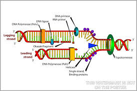 نتیجه جستجوی لغت [replication] در گوگل