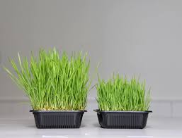 Roots dont grow thru perlite, perlite takes up space. Pro Mix Soil The Best Potting Soil For Organic Gardeners Home For The Harvest